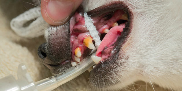 Dental Disease in Your Pet