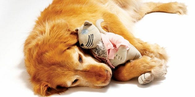 Hospice Care for Animals