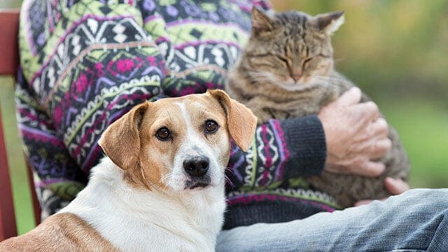 Senior Pets – We love them!